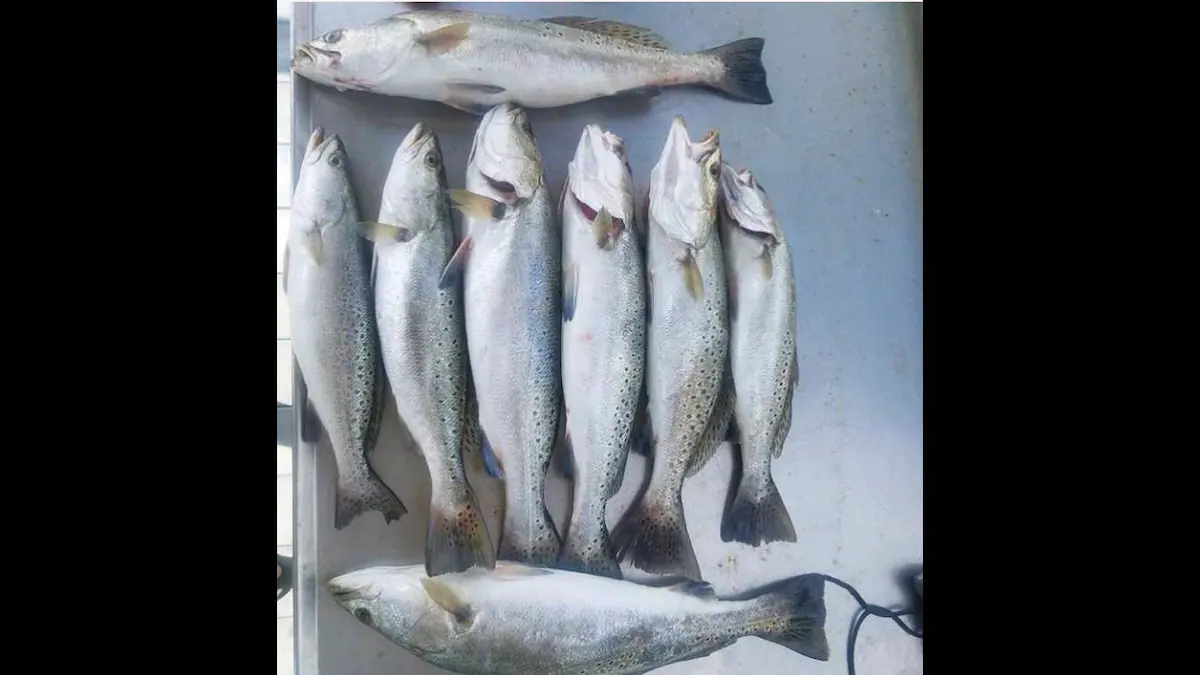 Nice morning trout catch